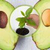 Comment faire germer un noyau d'avocat ?