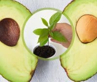 Comment faire germer un noyau d'avocat ?
