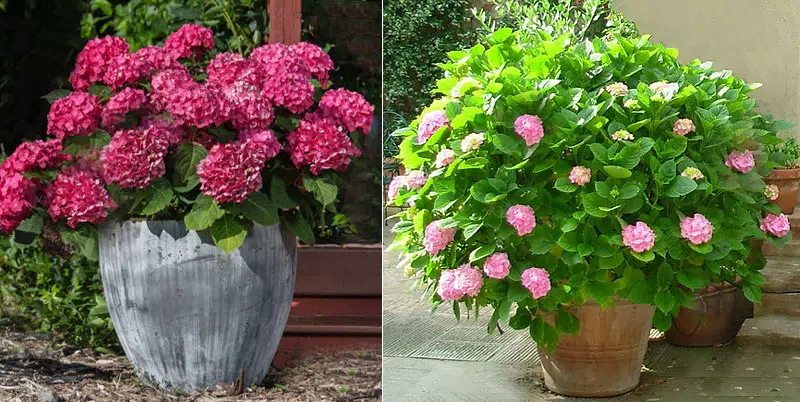 Hortensias en pot