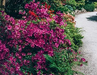 Allée sinueuse d'un jardin fleuri