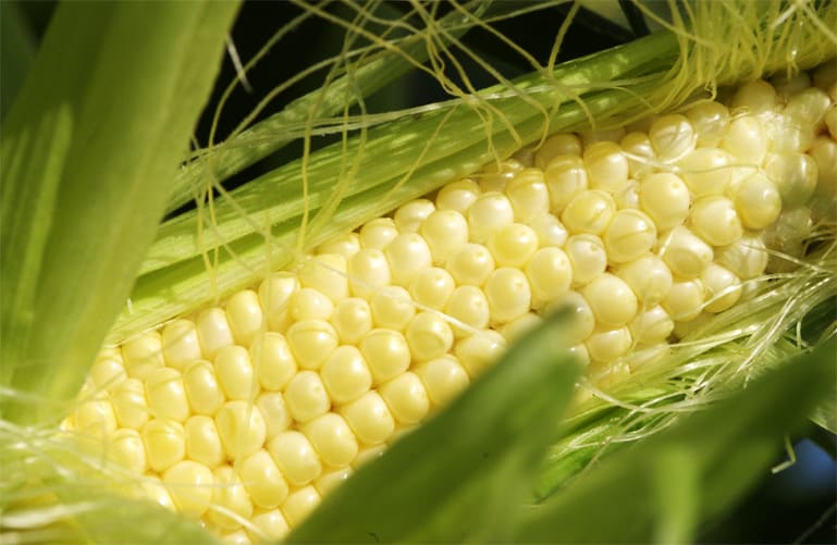 Les maïs nécessitent des arrosages fréquents à raison d'une fois par semaine environ voire davantage en cas de fortes chaleurs.