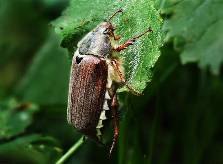 Hanneton commun (Melolontha melolontha)