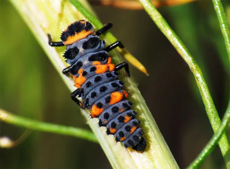 Contrôle des pucerons avec la coccinelle convergente