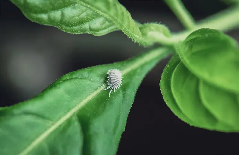 La cochenille secrète une substance nocive empêchant la photosynthèse.