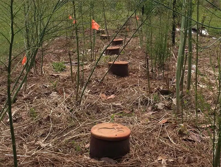 Arrosage assuré par ollas pendant vacances du jardinier, remplissage hebdomadaire selon taille.