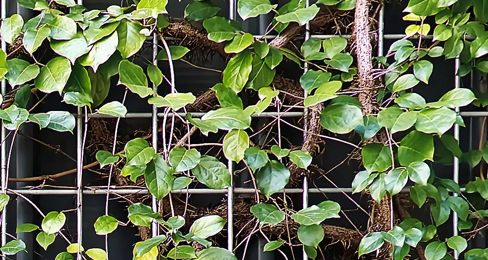 Plante grimpante sur un treillis métalique