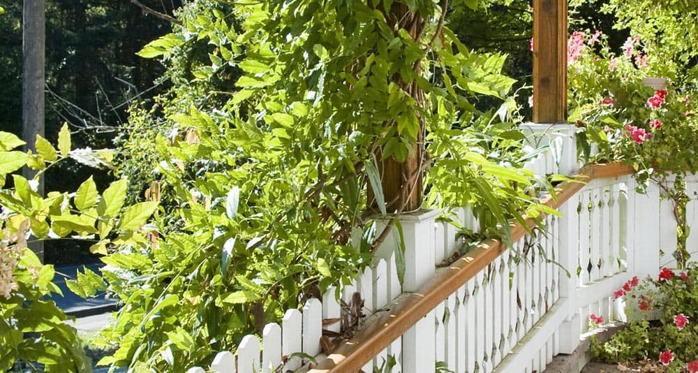 Plantes grimpante sur le balcon d'une terrasse