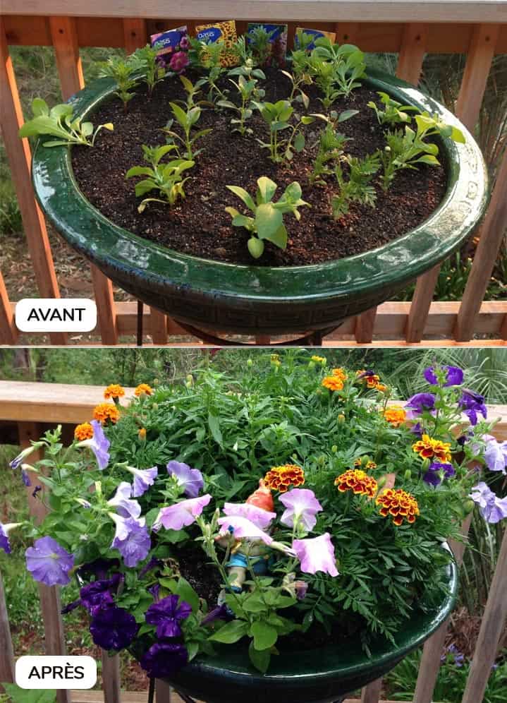 Plantation avant / après de plantes en pot