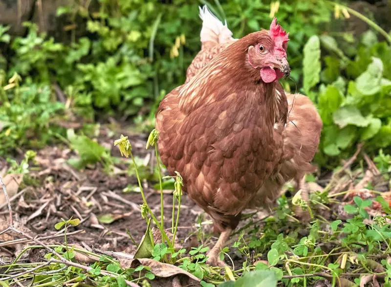 Poules dans le potager