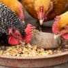 choisir race de poules