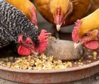 choisir race de poules
