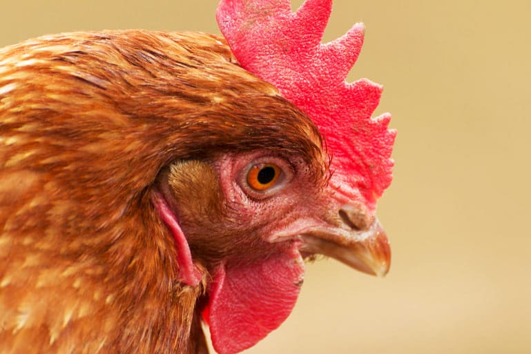 Choisissez la meilleure race de poules pour votre poulailler !