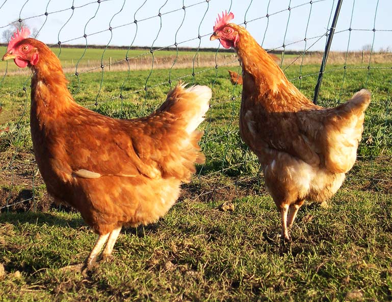 La poule fermière ou rousse est la plus répandue dans les poulaillers.