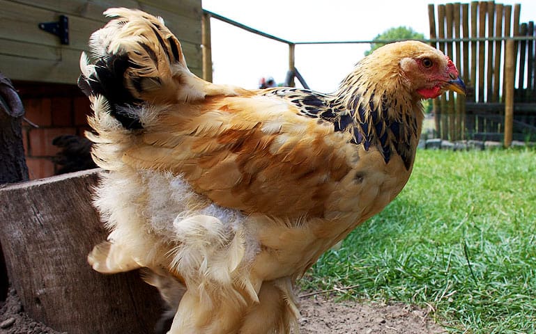 Poule Brahma d'un caractère docile et sociable.