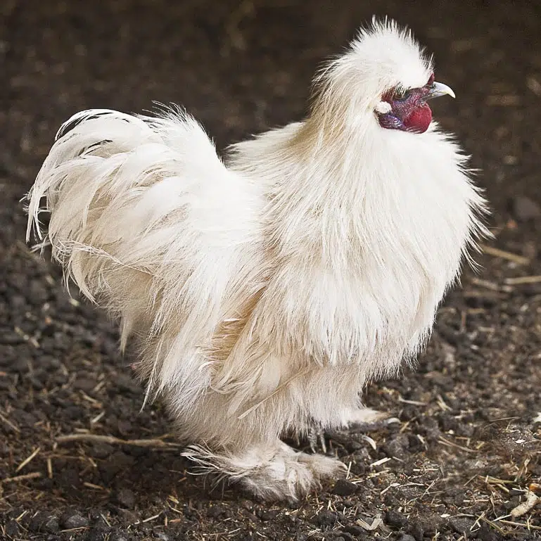 La Poule Soie est une race de poule domestique originaire de Chine.