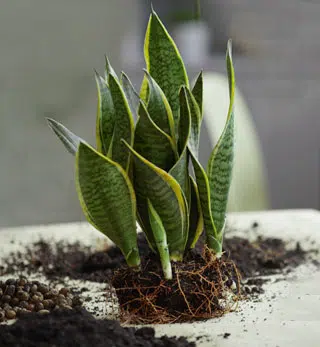 Rempotage des plantes en pot