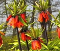 Fritillaire impériale