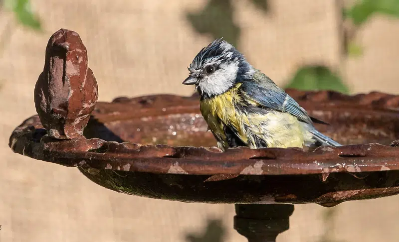 Abreuvoir oiseau