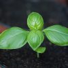 plantes aromatiques à semer en mai