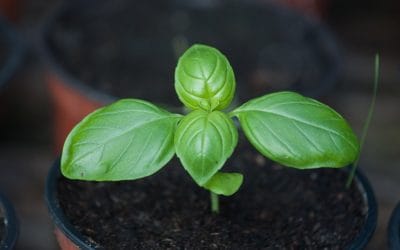 plantes aromatiques à semer en mai