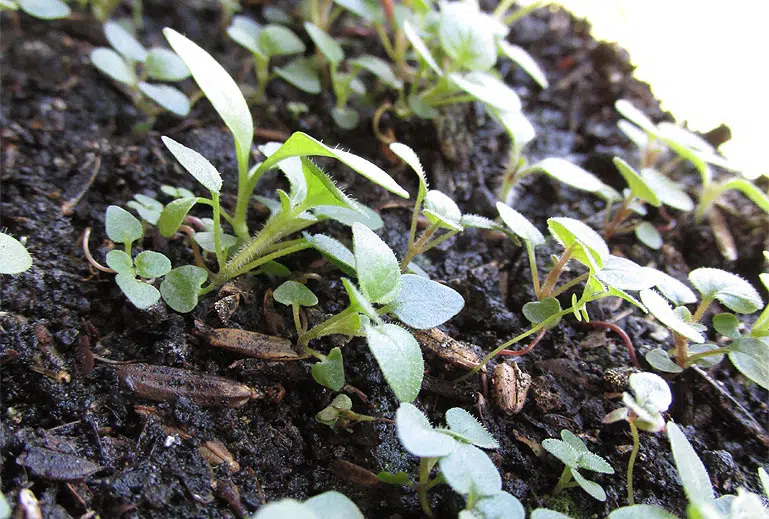 L'origan est une herbe aromatique aux saveurs piquantes et fortes.