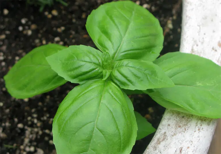 Le basilic est un symbole de la cuisine méditerranéenne.