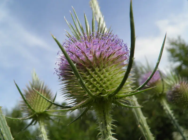 La cardère, une plante sauvage rustique