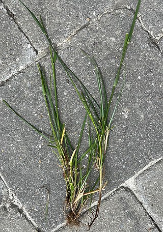 Chiendent (Agropyron repens ou Elymus repens) 