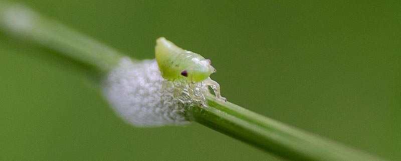 Femelle cicadelle qui sécrète une forme de bave ou de mousse aussi connue sous le nom de "Crachat de coucou".