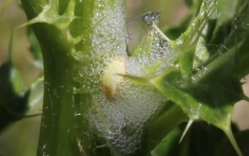 Cicadelle dépose la mousse blanchâtre sur une plante