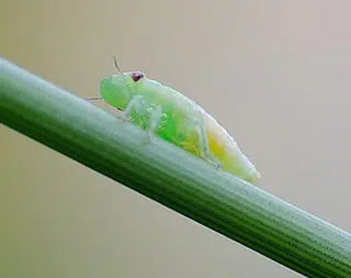 Cicadelle écumeuse