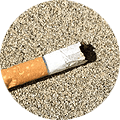 Mégots de cigarette dans le compos