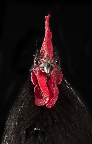 Coq de Janzé