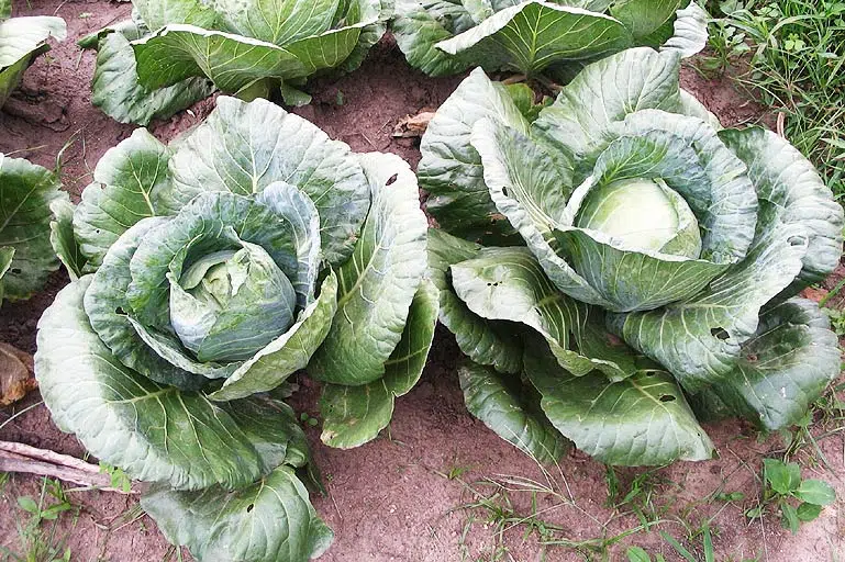 Choux fertilisés à l'aide de compost et d'urine.