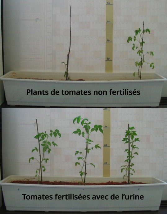 Plants de tomates fertilisés avec de l'urine