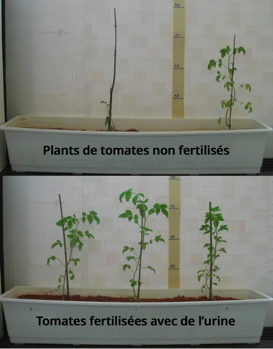 Plants de tomates fertilisés avec de l'urine
