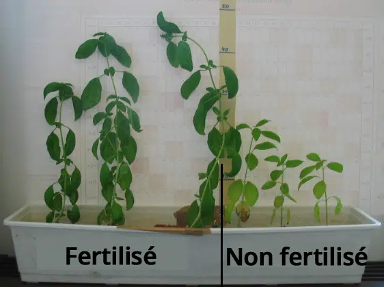 Différence basilic fertilisé avec et sans urine.