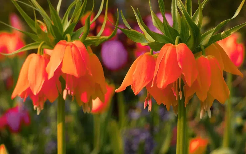 Fritillaire impériale (Fritillaria impérialis)