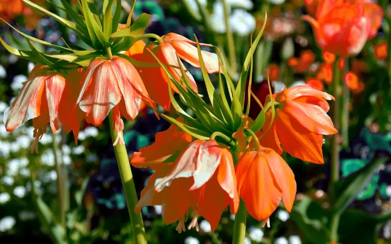 fritillaire impériale (Fritillaria impérialis)