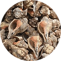 Fruit de mer et coquillage dans le compost