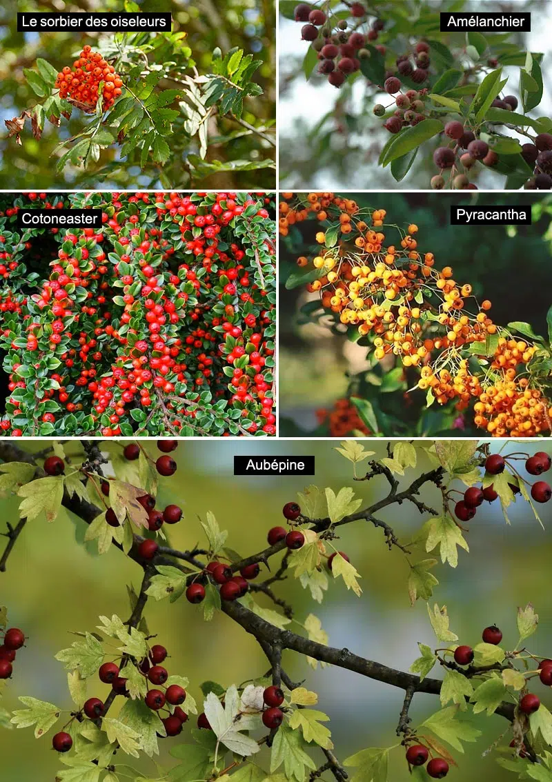 Plantes pour attirer les oiseaux : 