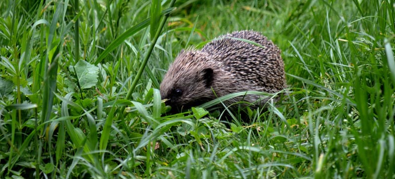 Attirer les hérissons dans le jardin