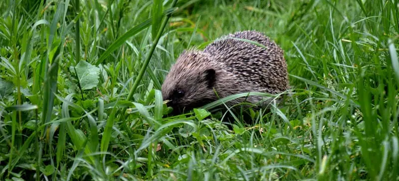 Attirer les hérissons dans le jardin