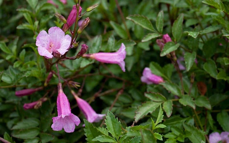 L'incarvillée (Incarvillea), vivace rhizomateuse
