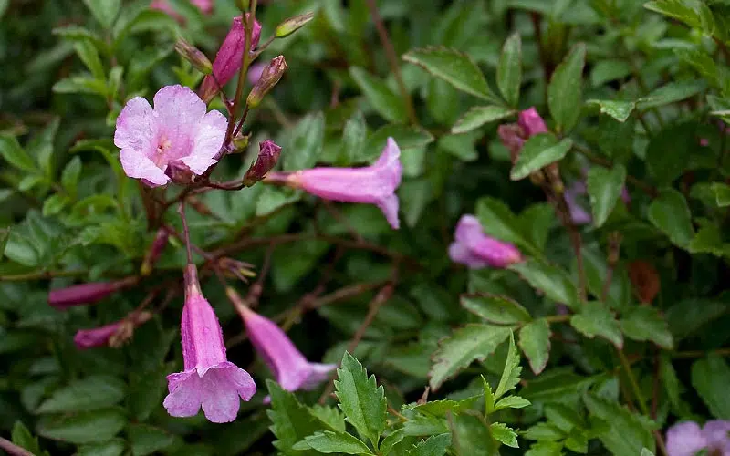 L'incarvillée (Incarvillea), vivace rhizomateuse 