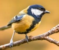Oiseau du jardin : mésange charbonnière