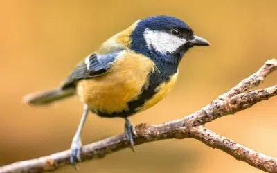 Oiseau du jardin : mésange charbonnière