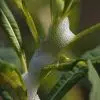 Mousse blanche ou écume printanière sur les plantes