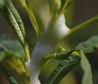 Mousse blanche ou écume printanière sur les plantes