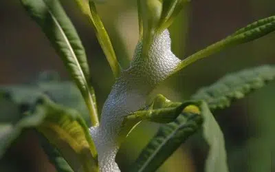 Mousse blanche ou écume printanière sur les plantes